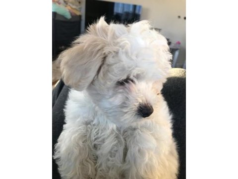 3 aylık tatlı maltipoo köpeğimiz