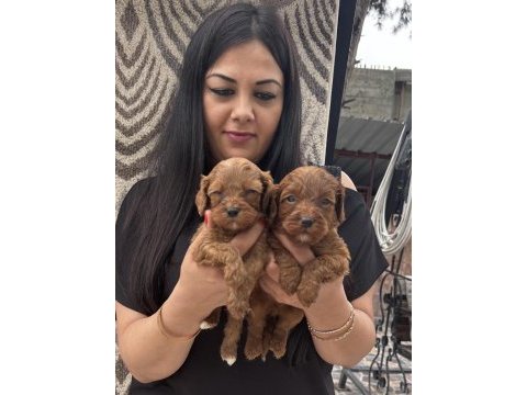 Ufacık koyu renk maltipoo yavrularım