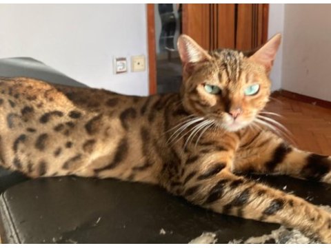 3 yaşında safkan gold dişi bengal kedisi
