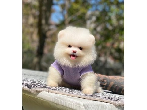2.5 aylık orijinal pomeranian boo yavrularımız