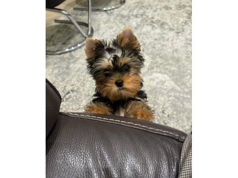 Evinizin akıllı yorkshire terrier şekeri