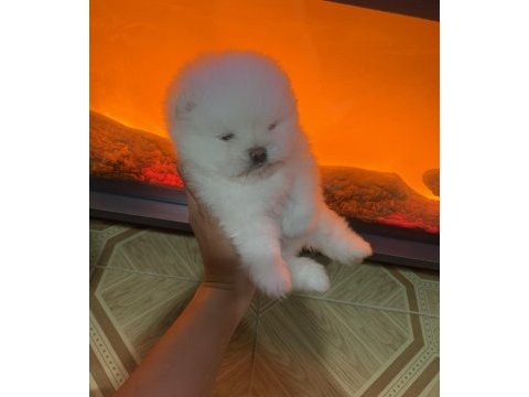 Pomeranian boo yavrularım