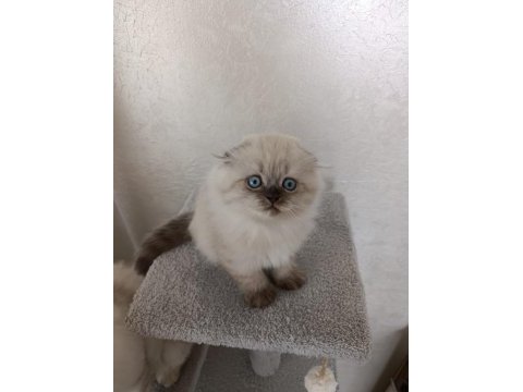 2 aylık kuru mamaya geçmiş scottish fold
