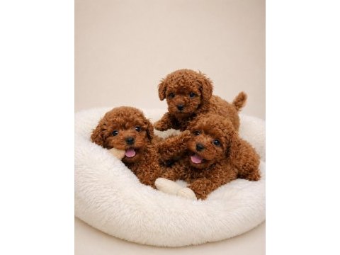 Irk garantili toy poodle yavrular