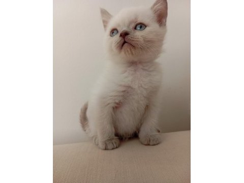 Safkan yavru harika kedilerim