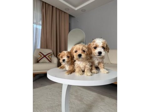 Maltipoo adrese teslim, kapıda ödeme yapabilirsiniz