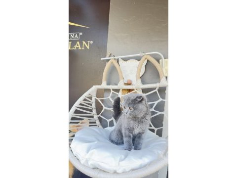 Yavru scottish fold dişi