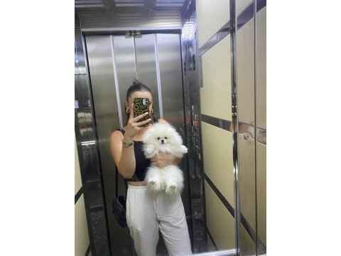 4 aylık saf ırk erkek pomeranian boo