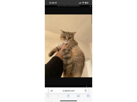 British shorthair golden tabby black