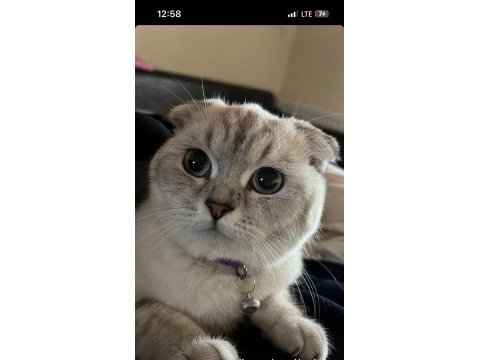 Scottish fold kızıma yuva arıyorum