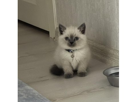 British shorthair blue point