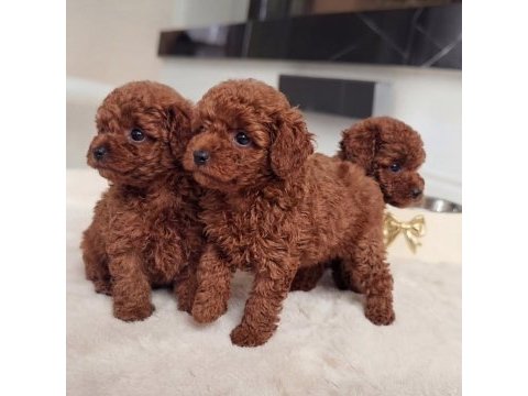 Efsane güzellik toy poodle yavruları 