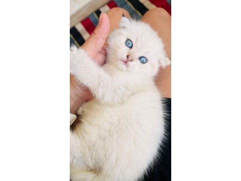 Top kafa maviş göz scottish fold