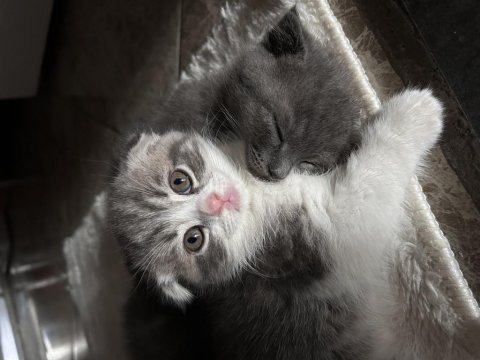 Çok acil istanbul içi scottish fold