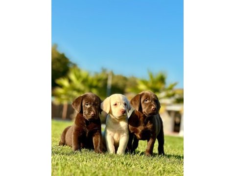 Labrador retriever yavruları muhteşem formda
