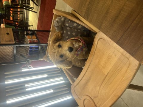 5 aylık maltipoo aşıları tam kıyafet aksesuarlar hediye