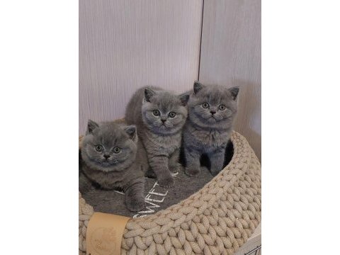Kedilerimize yeni ailemizi ariyoruz