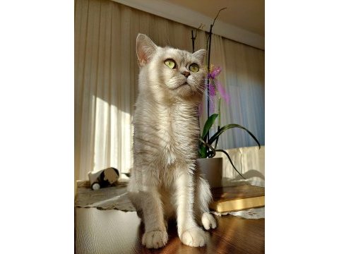Saf ırk scottish straight oğlumuza eş arıyoruz