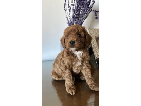 Muhteşem poodle