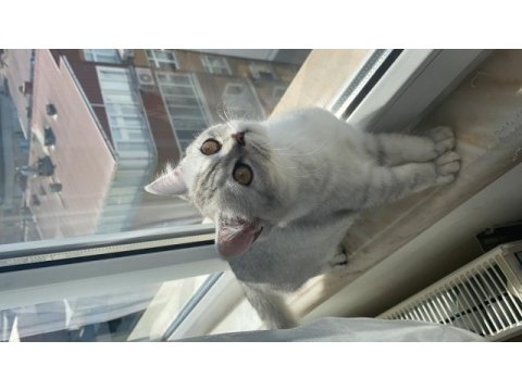 British shorthair kedisi