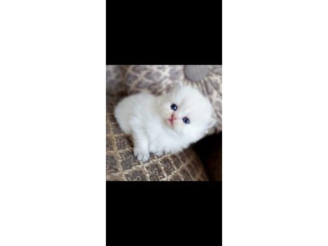 Silver british longhair dişi ve erkek bebekler