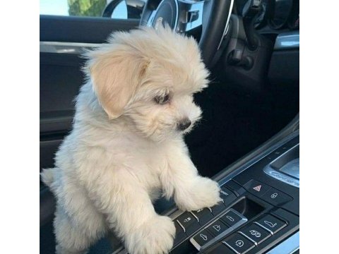 Zeka küpü maltipoo bebekler