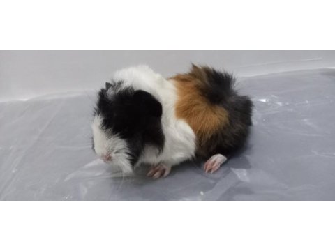 Guinea pig yavrular aynı gün set halinde teslim edilir