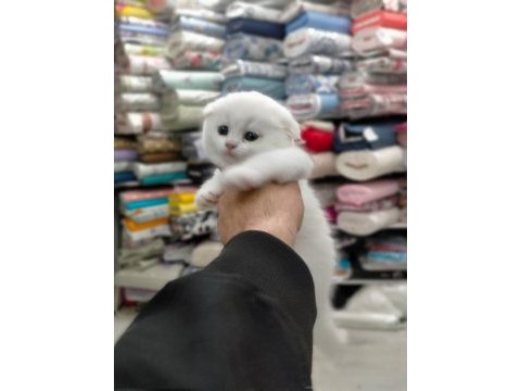 45 günlük scottish fold yavrumuz