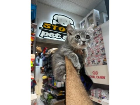 British shorthair her renk her türden yavrular