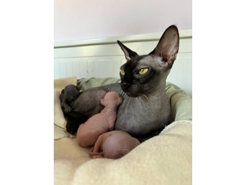 Die besten sphynx der welt