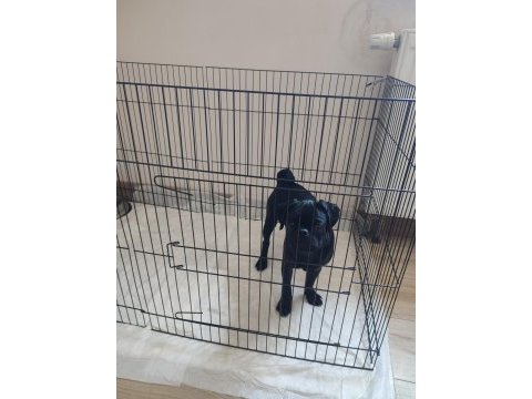 Evcil eğitimli yavru pug