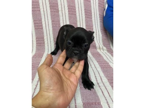 Siyah french bulldog bebeklerimiz