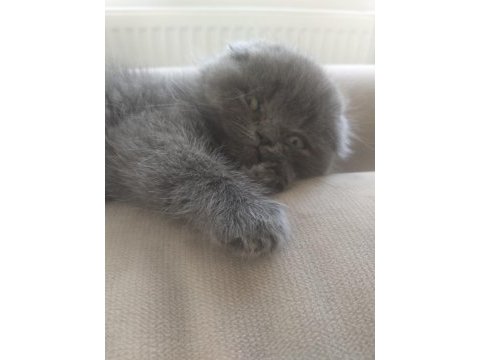 Scottish fold bebek kedimiz
