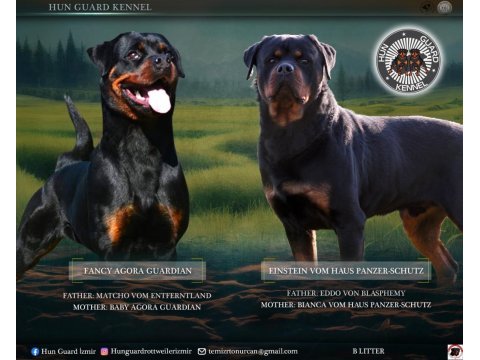 A şecereleri rottweiler kıf kayıtlı şampiyon yavrular