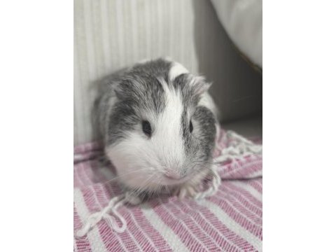 Ginepig 6 aylık