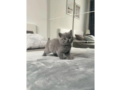 British shorthair yavrular istanbul avcılar