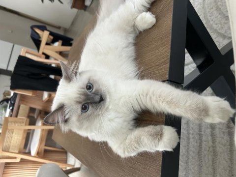 Dişi ragdoll