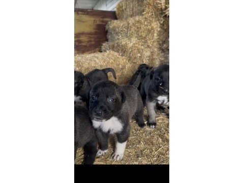 Irk ve sağlık garantili sivas kangal yavrular