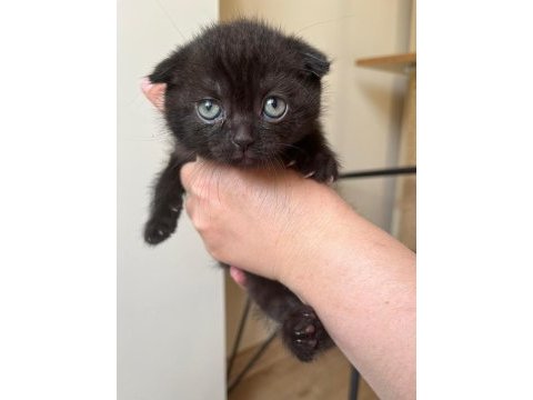 Kendi kedimin scottish fold yavruları