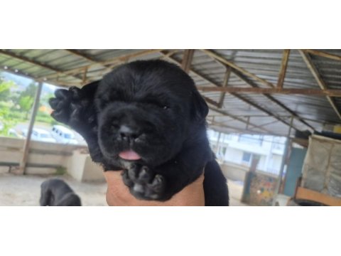 Cane corso orjinal yavrular