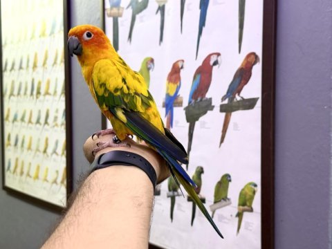 Güneş konur papağanı full evcil konuşan