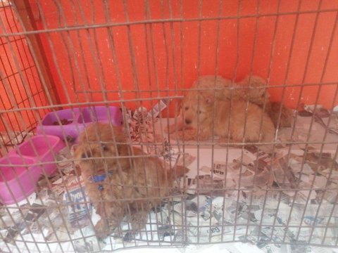 Köpekler yeni sahiplerini arıyorlar