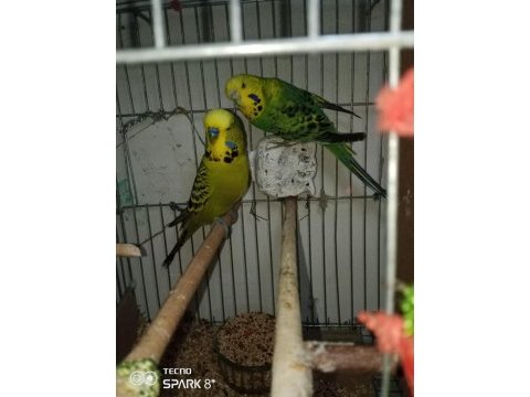 Jumbo muhabbet kuşu
