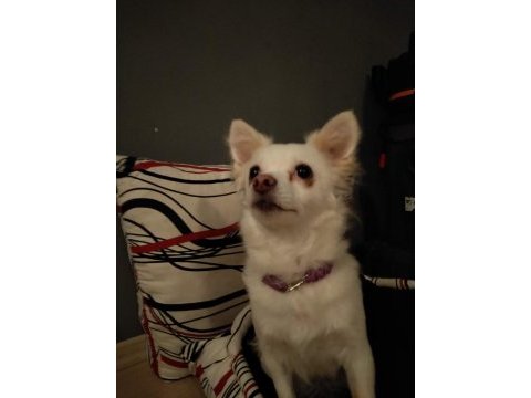 Çok acil şivava spitz dişi