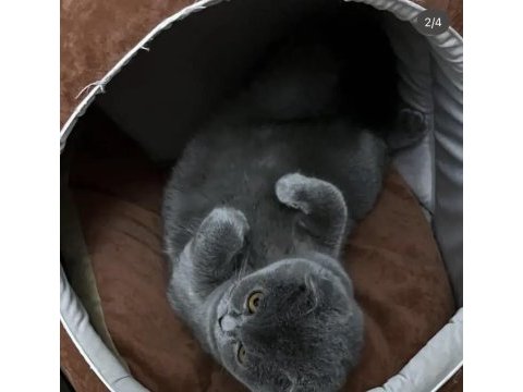 Scottish fold kızımıza yuva arıyoruz