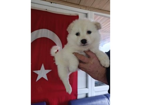 Samoyed yavrularımız