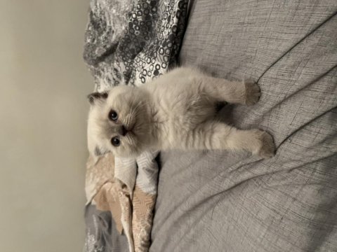 Scottish fold blue point