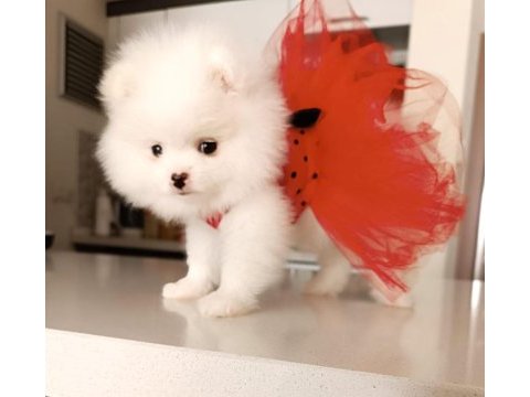 Dişi yavru pomeranian boo sahibini bekliyor