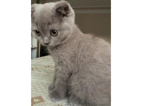 2 aylık tatlı ve uysal scottish fold yavru kedi