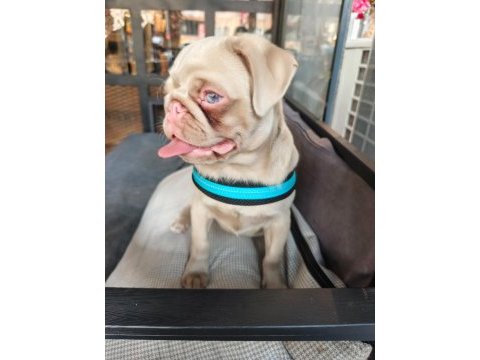 Ping pug yavrumuz